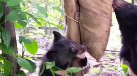 Zoo staff teach Asian black bear cub to forage for food in the wild