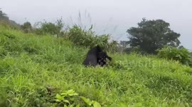 Asian black bears wrestle for dominance in front of tourists