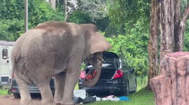 Elephant wanders into village and steals food from car trunk