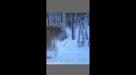 Endangered Siberian tiger found in northeastern China's forest