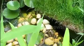 Woman left shocked after finding snake trying to eat frog in her back garden pond