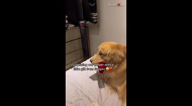 Golden Retriever surprises helper with a gold bracelet to thank her for taking care of him