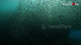 Playful Sea Lions pull a hilarious jump scare on elegant school of sardines