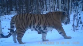 Endangered Siberian tiger spotted on infrared camera in China