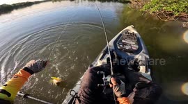 Brazilian angler battles to keep his catch as hungry alligator lunges