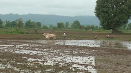 Myanmar farmers have high hopes for monsoon harvest