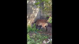 Dog Borrows Hose For Brief Bath