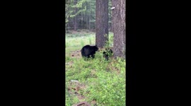 Bear Pauses To Scratch On Pine Tree