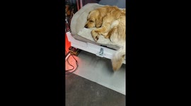 A Golden Retriever Is A Nice Place To Rest