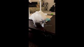 Crazy cockatoo's bell-ringing fiasco: hilarious feathery antics unfold!