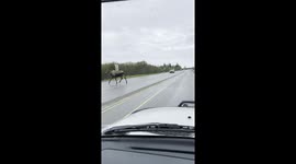 Juvenile Moose Scamper Across Alaskan Road