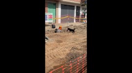 Dog Helps Excavate Construction Hole