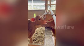 Friendly pet dog greets baby cow when they meet for the first time
