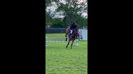 Fasci-neigh-ting gender reveal catapults parents-to-be onto cloud nine