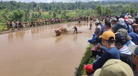 Bulls dash through muddy fields as traditional racing event takes place in Indonesia