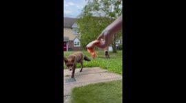 Kindhearted woman disrupts a foxy family feud by making all parties happy (and well-fed)