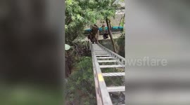 Fire service officials rescue 15 dogs in northern India