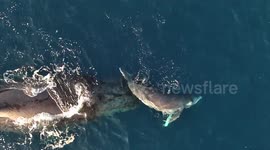 Whale and calf's playful relationship captured in this amazing drone footage