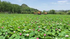 Tourists View Lotus Flowers in Qianxinan, China