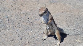 Squirrel, Parrot, Heron. FuerteVentura, Spain island along west Africa coast. April 2023 (Diaporama)
