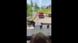 Bear Family Visit Human Family In Pigeon Forge