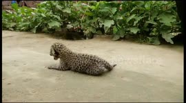 Indian family unknowingly rescue leopard cubs thinking they were 'large kittens'