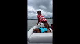 Boxer Dogs Enjoy Boating