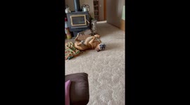 Floppy Boxer Pedals Upside-Down Paws