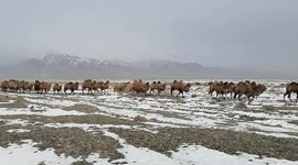 Gobi Desert Camel Caravan In Hami, China