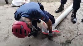Padang city fire department evacuated a 4-meter python trapped in a drainpipe