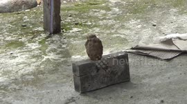 Padang residents found active pineapple grenade bombs while cleaning their garden, suspected that these grenades were former wars between Indonesia and the colonialists