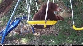 Bear Loves Playing in Saucer Swing