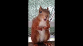 Agitated Squirrel Makes Sounds
