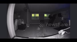 Cat Startled By Owner Talking Through Security Camera