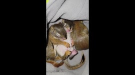 Baby Red Squirrels Snoozing With Full Bellies