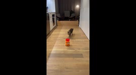 Bengal Kitten Frightened By Too Many Table Tennis Balls