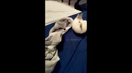 Relaxing Means the Tail Lies Down Too