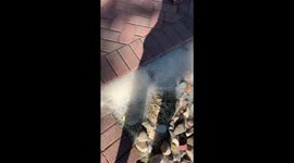 What Happens When Cottonwood Seed Buildup Is Set Ablaze