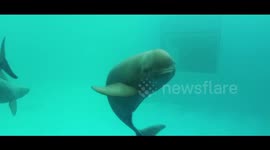 Exploring Eco-China | Guardians of Yangtze Finless Porpoises
