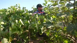 Palestinian farmers collect grapes during harvest season in Gaza city