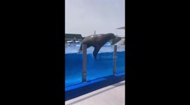 Employee crushed by 750-pound sea lion escaping from its enclosure in Mallorca