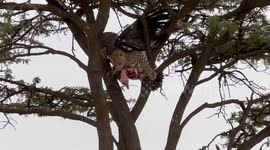 Wildlife guide spots leopard with a huge lappet-faced vulture