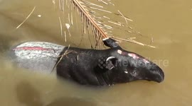 Wounded tapir trapped in irrigation canal is rescued by locals in Indonesia