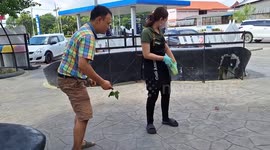 Locals astonished by massive Atlas moth with wings as large as human hand