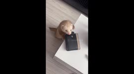 Tenacious ferret's persistent pursuit: the wallet heist in Bytom, Poland