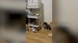Toy robot dog terrorises adorable puppies