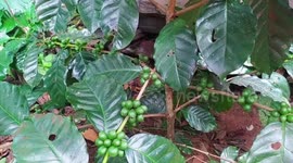 Myanmar annually produces over 9,000 tons of coffee