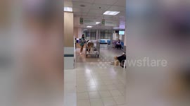 Big Saint Bernard dog sits patiently while being wheeled in cart at veterinary hospital