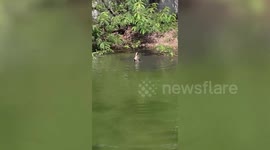 Two big monitor lizards wrestle each in fight over territory at pond