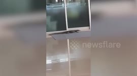 Wild monitor lizard wandering inside school tries and fails to enter classroom